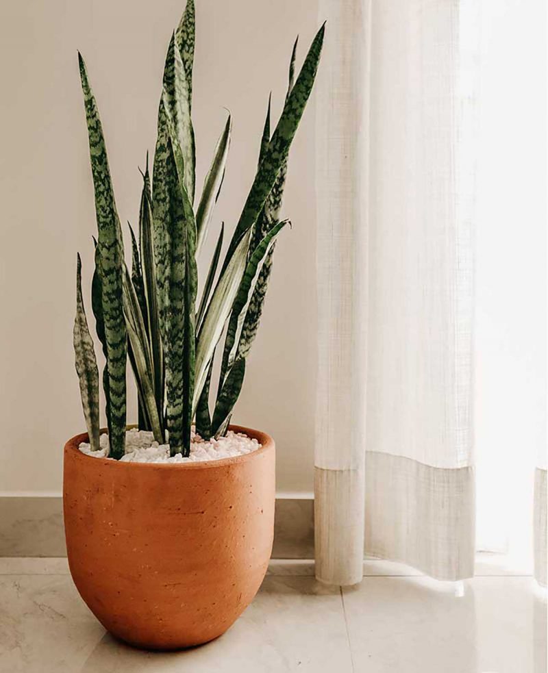 Theo đuổi ước mơ của bạn